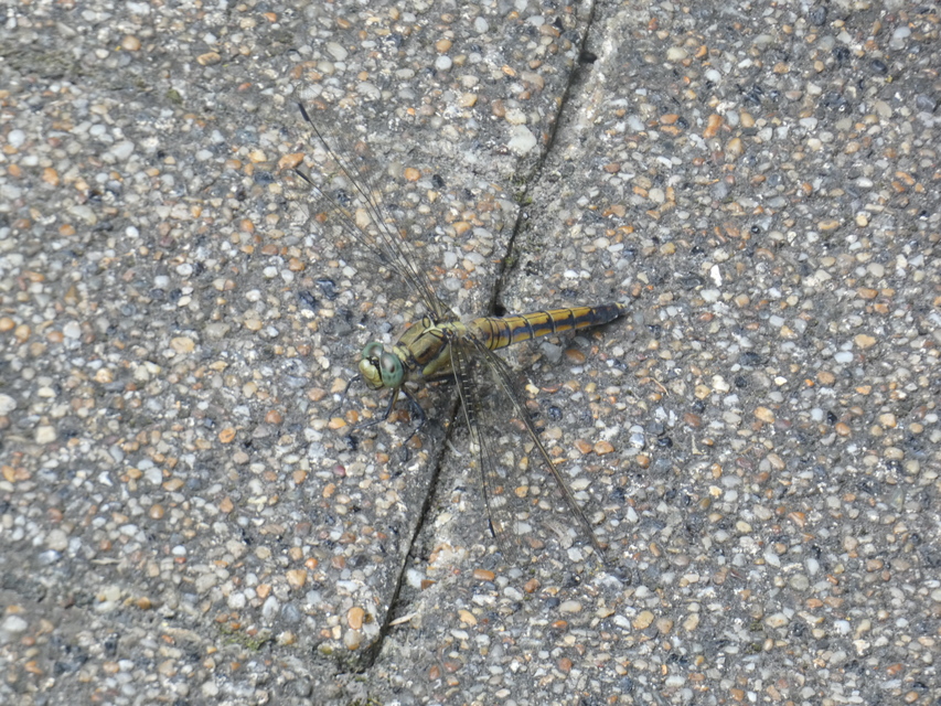Orthetrum cancellatum - feketefarkú pásztorszitakötő
