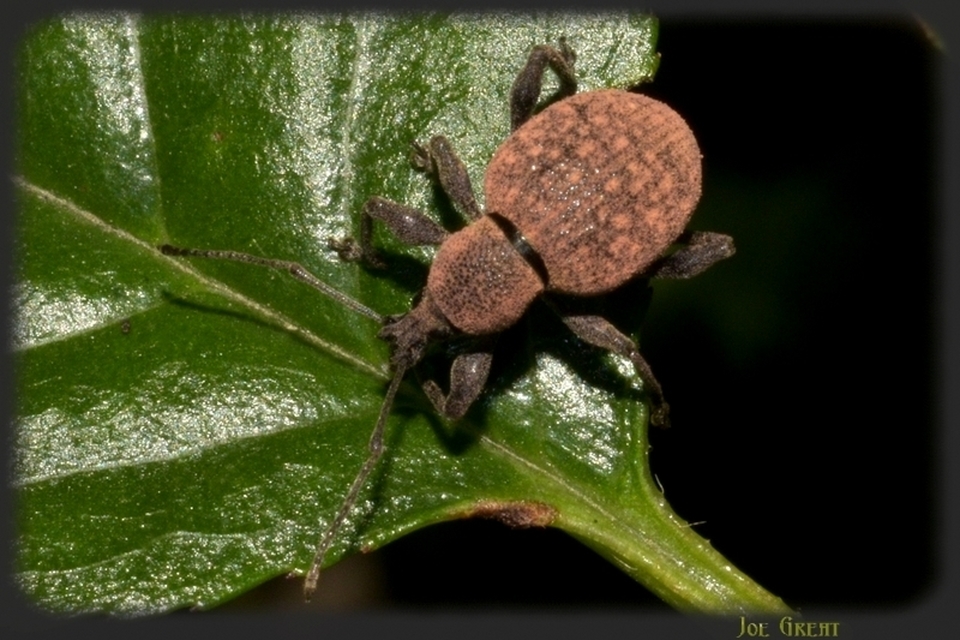 Curculionidae - ormányosbogár-félék