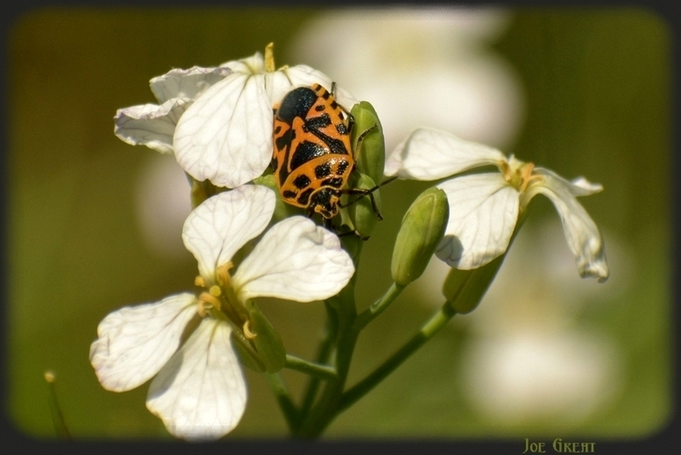 Eurydema ventralis - káposztapoloska