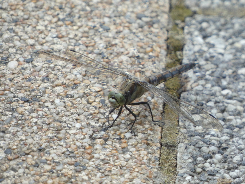 Orthetrum cancellatum - feketefarkú pásztorszitakötő