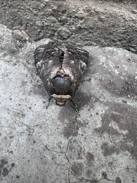 Cossus cossus - fűzfarontólepke