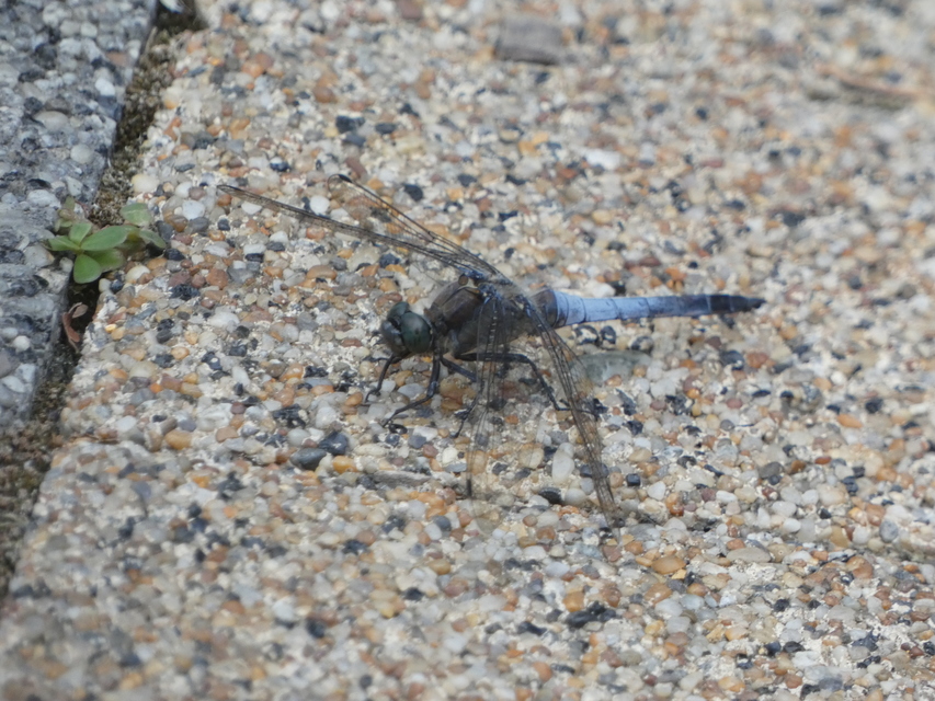 Orthetrum cancellatum - feketefarkú pásztorszitakötő