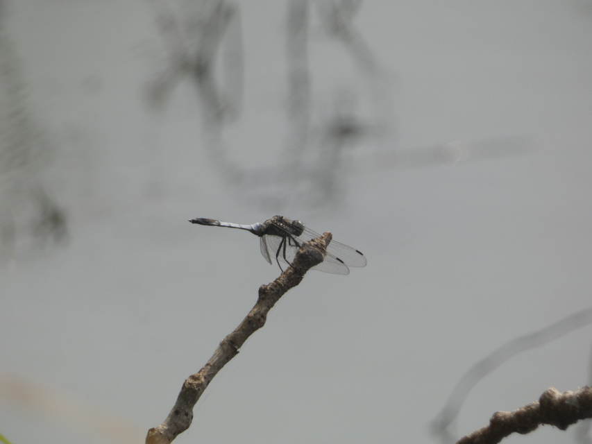 Orthetrum cancellatum - feketefarkú pásztorszitakötő