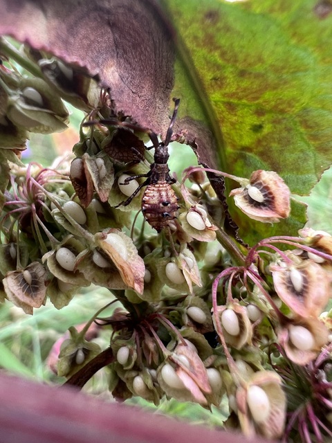 Coreus marginatus - közönséges karimáspoloska