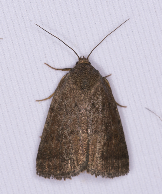 Acosmetia caliginosa - imolabagoly