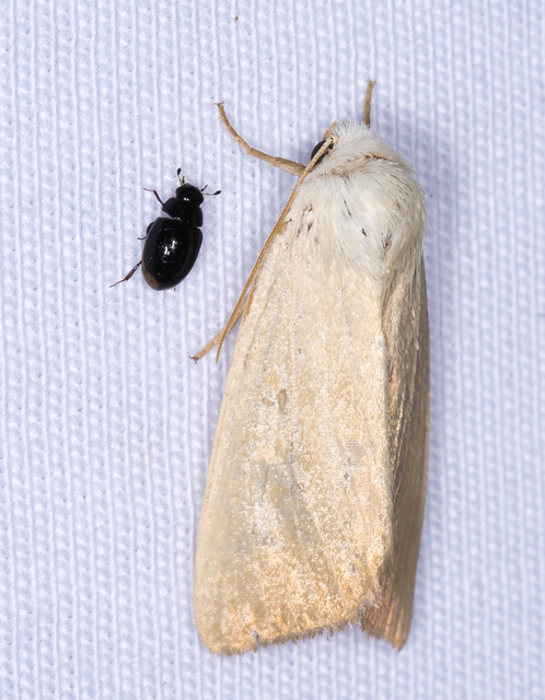 Arenostola phragmitidis - selymes nádibagoly