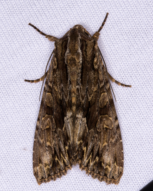 Apamea monoglypha - nagy dudvabagoly