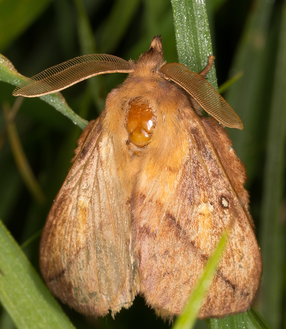 Euthrix potatoria - szomjas pohók