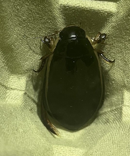 Cybister lateralimarginalis - nagy búvárbogár