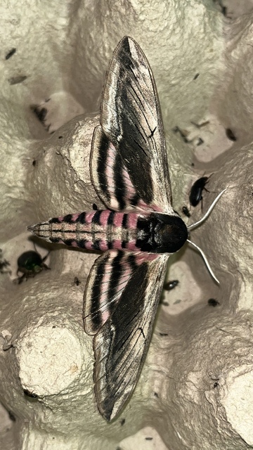 Sphinx ligustri - fagyalszender