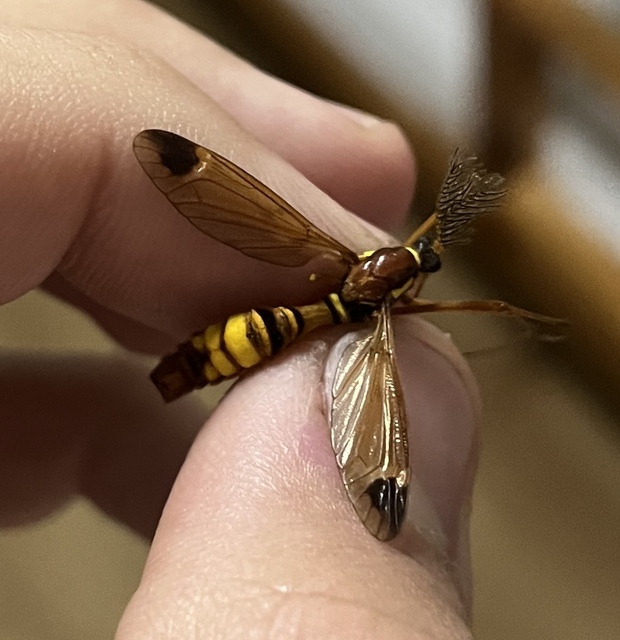 Ctenophora ornata - sárga fésűsszúnyog