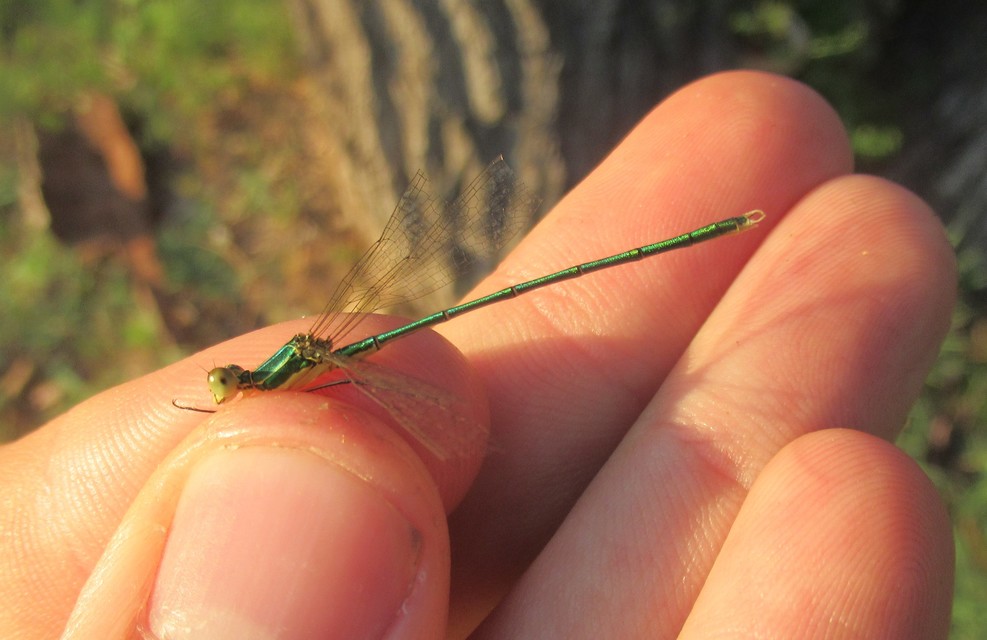Lestes virens vestalis - kis rablószitakötő