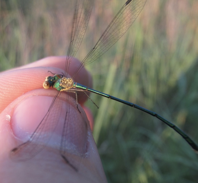 Lestes virens vestalis - kis rablószitakötő