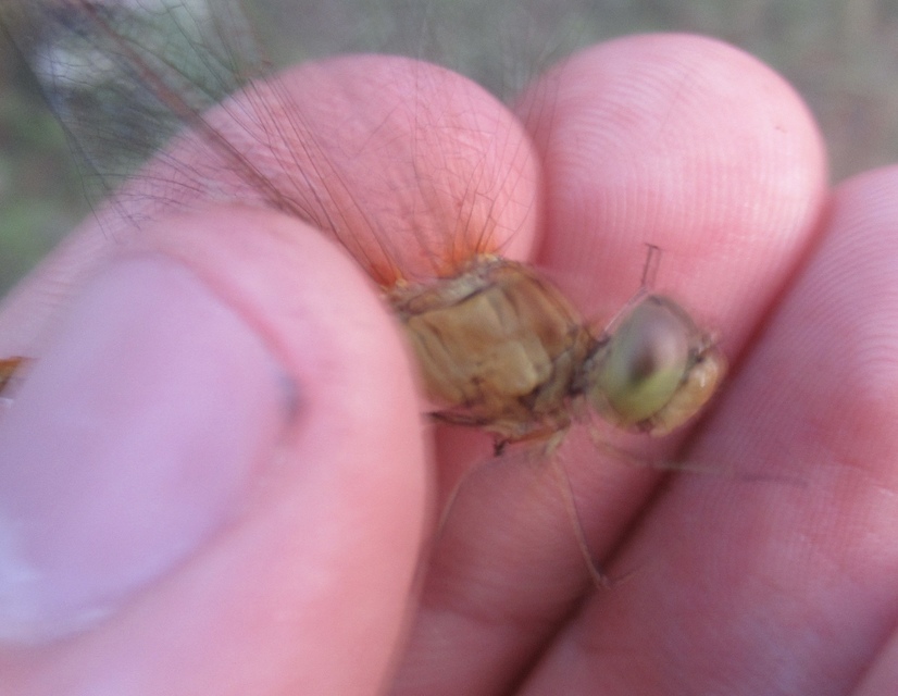 Sympetrum meridionale - fakó katona-szitakötő