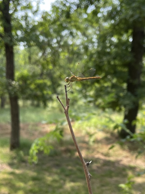 Sympetrum meridionale - fakó katona-szitakötő