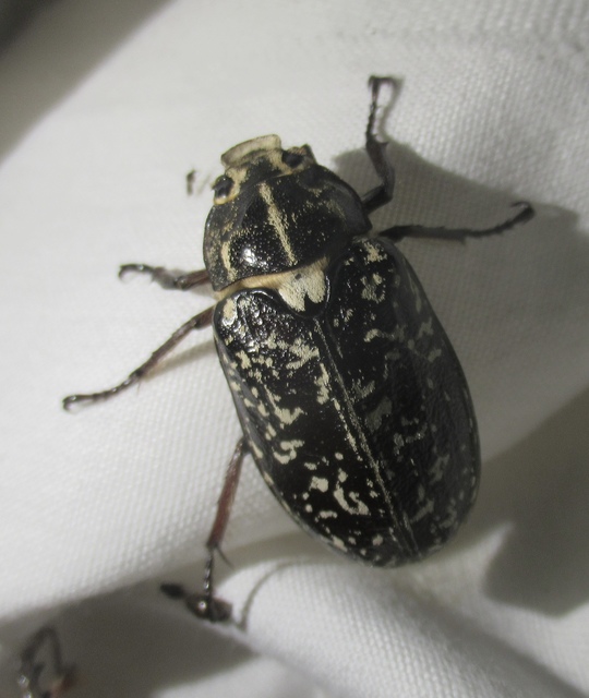 Polyphylla fullo - csapó cserebogár