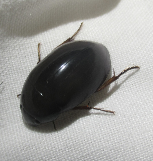 Hydrochara