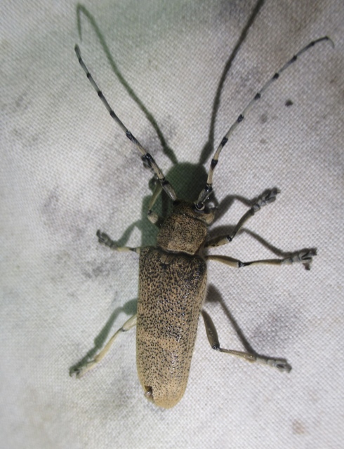 Saperda carcharias - nagy nyárfacincér