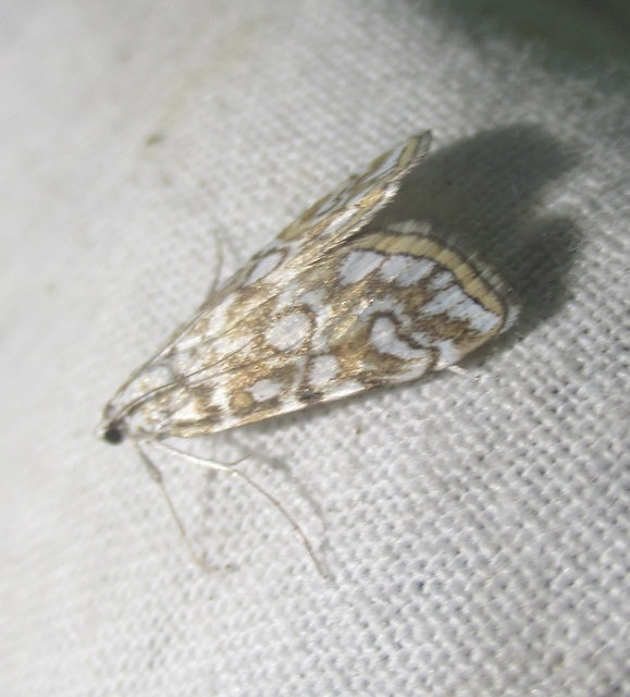 Elophila nymphaeata - tarka vízimoly