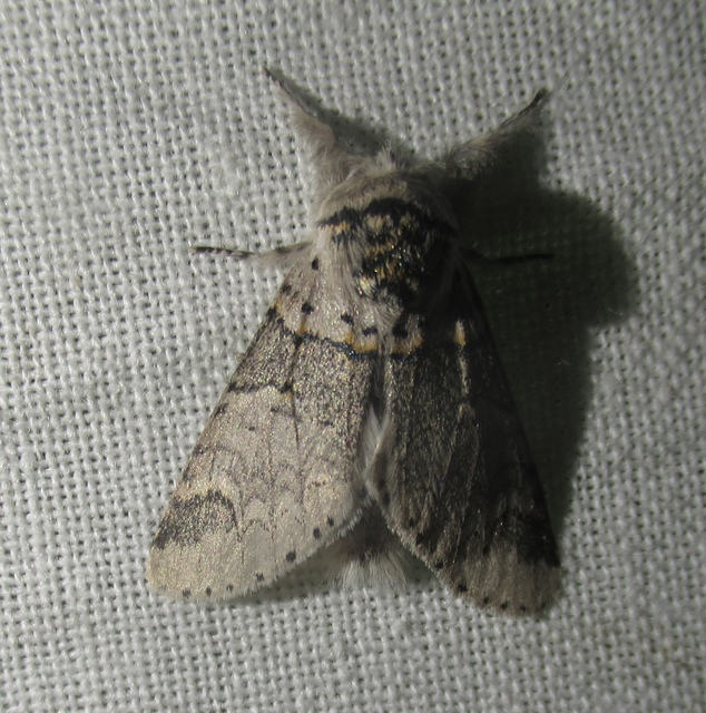 Furcula furcula - szürke púposszövő
