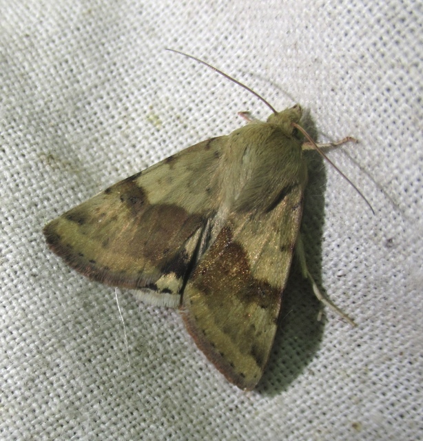Heliothis adaucta - somkóróbagoly
