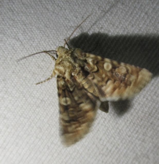 Hadena irregularis - homoki szegfűbagoly