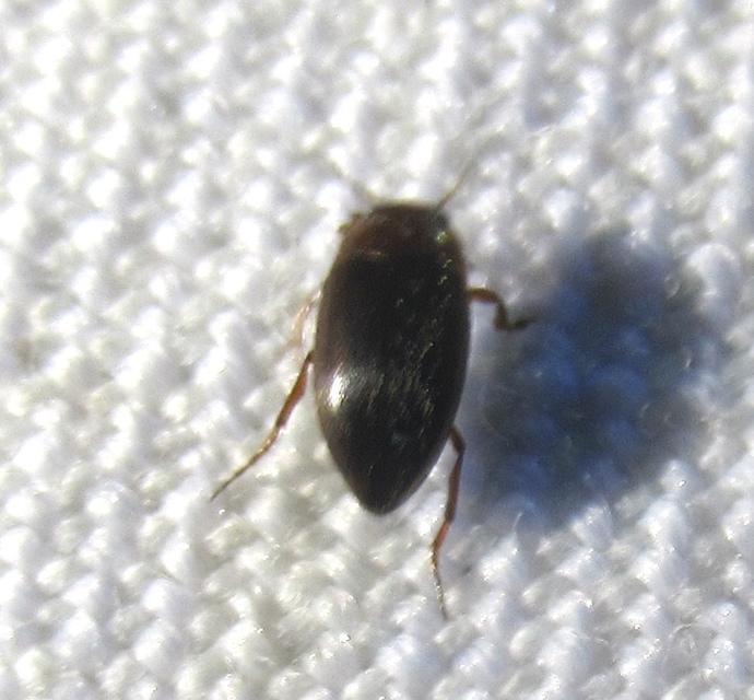Hydroporus angustatus - karcsú kiscsíkbogár