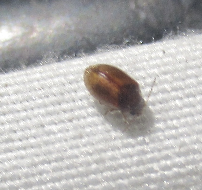 Scirtidae - rétbogárfélék