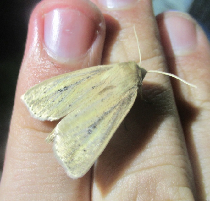 Globia sparganii - nagy nádibagoly