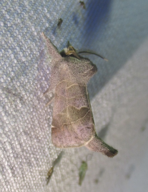 Clostera pigra - apró levélszövő