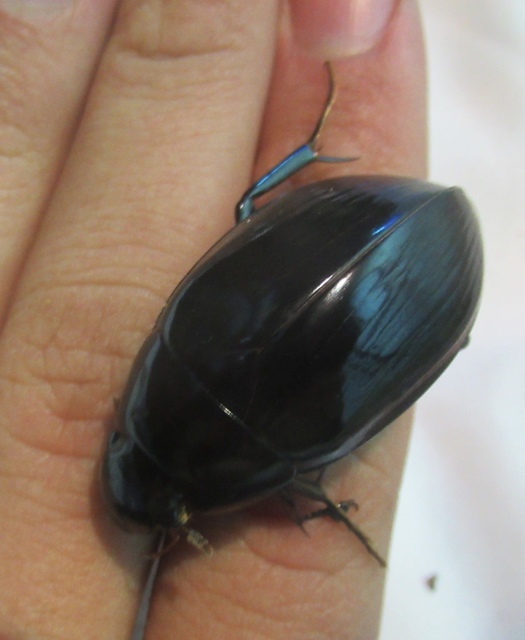 Hydrophilus aterrimus - fekete óriáscsibor