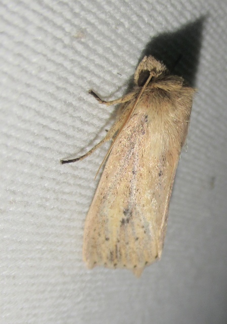 Globia sparganii - nagy nádibagoly
