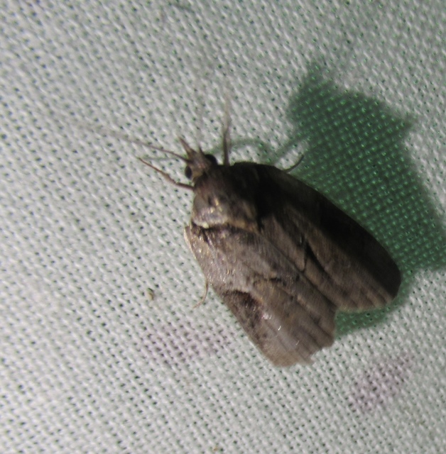Nycteola asiatica - nyárfa-trapézbagoly