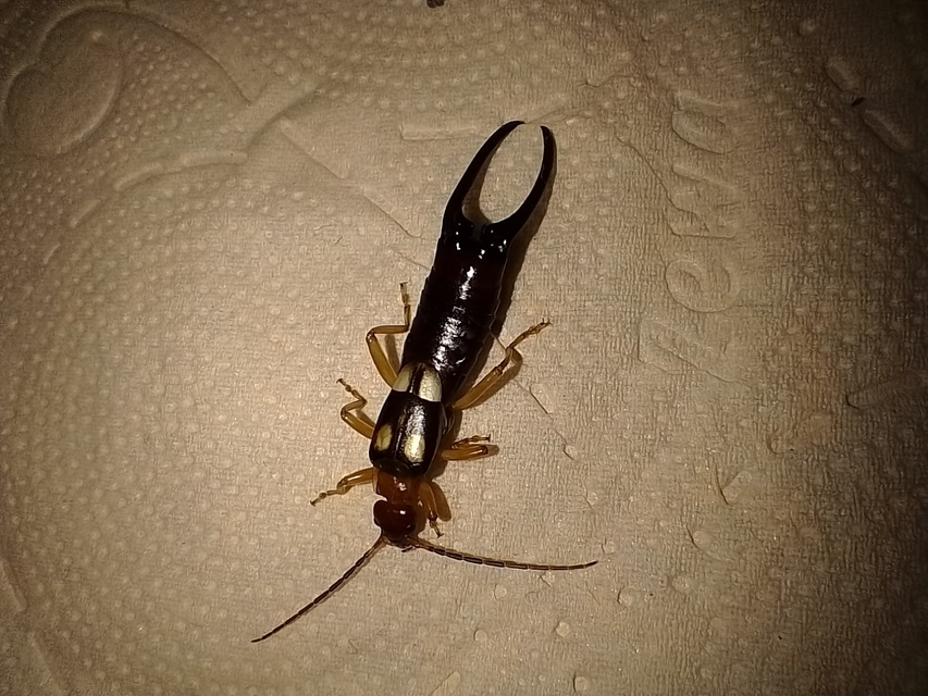 Forficula smyrnensis - szmirnai fülbemászó