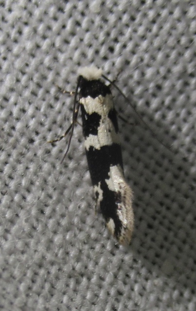 Neurothaumasia ankerella - magyarmoly