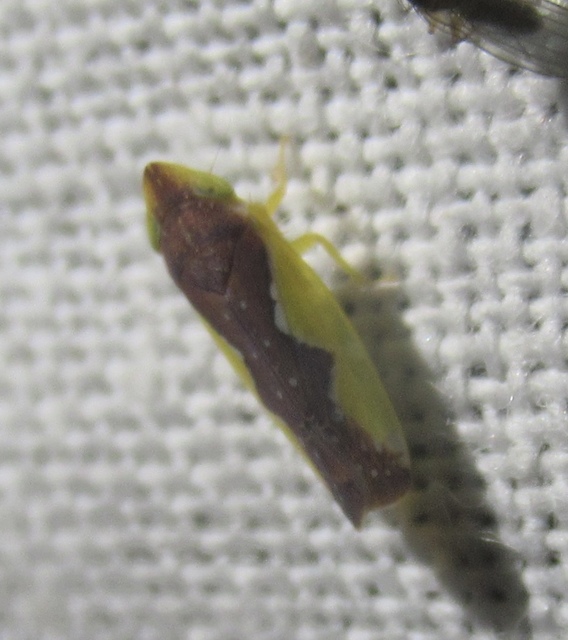 Platymetopius