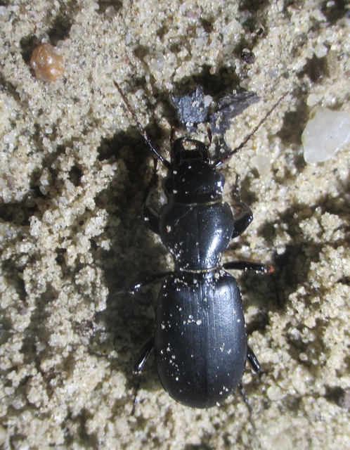 Broscus cephalotes - busafutó
