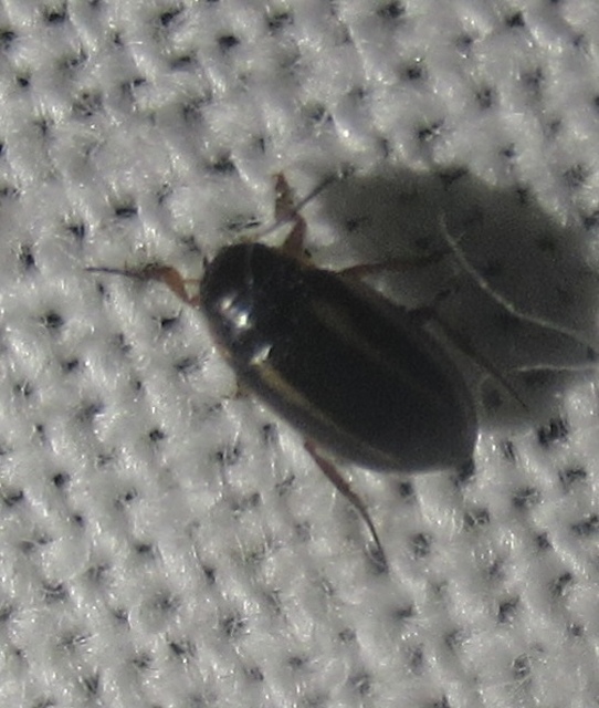Graptodytes
