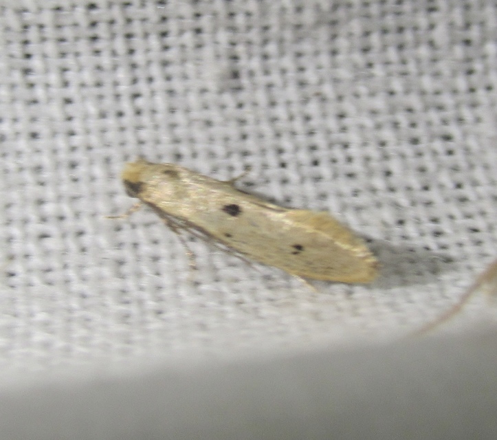 Tinea trinotella - hárompettyes fészekmoly