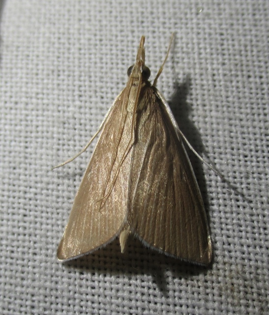 Sclerocona acutellus - hegyesszárnyú tűzmoly