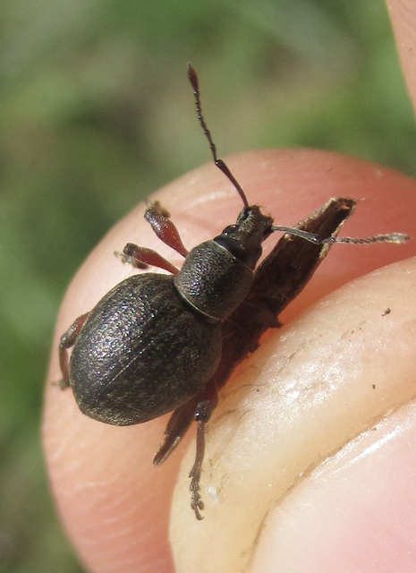 Dodecastichus mastix - lécesorrú gyalogormányos