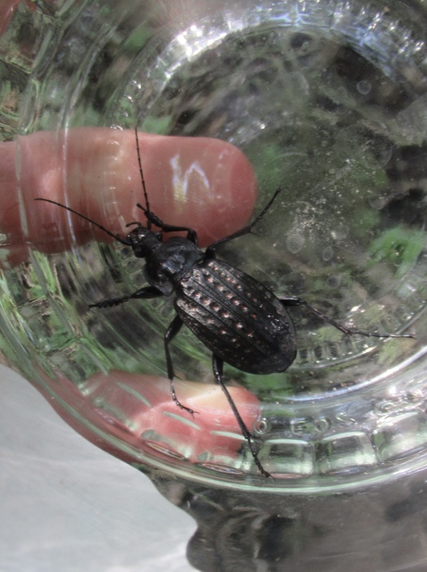 Carabus clathratus auraniensis - szárnyas futrinka