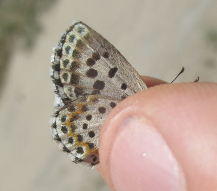 Scolitantides orion - szemes boglárka