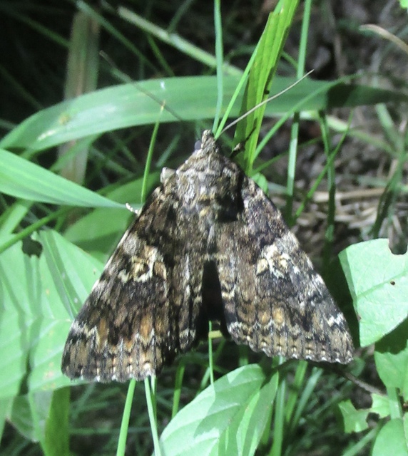 Catocala sponsa - tölgyfa-övesbagoly