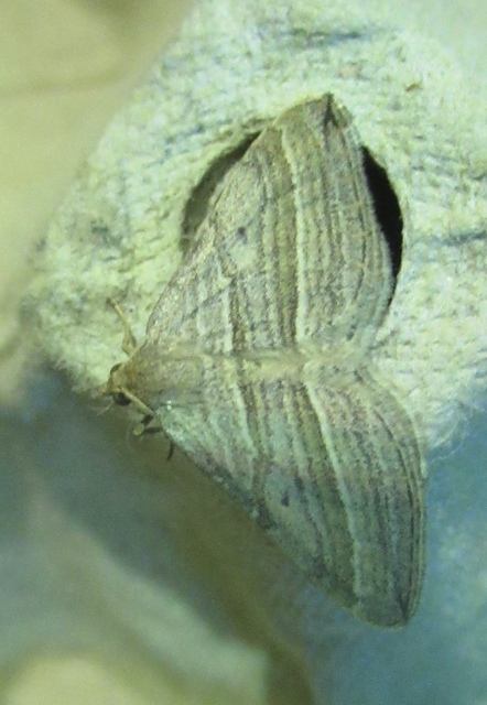 Phibalapteryx virgata - szürke galajaraszoló