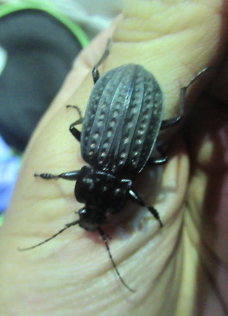 Carabus clathratus auraniensis - szárnyas futrinka