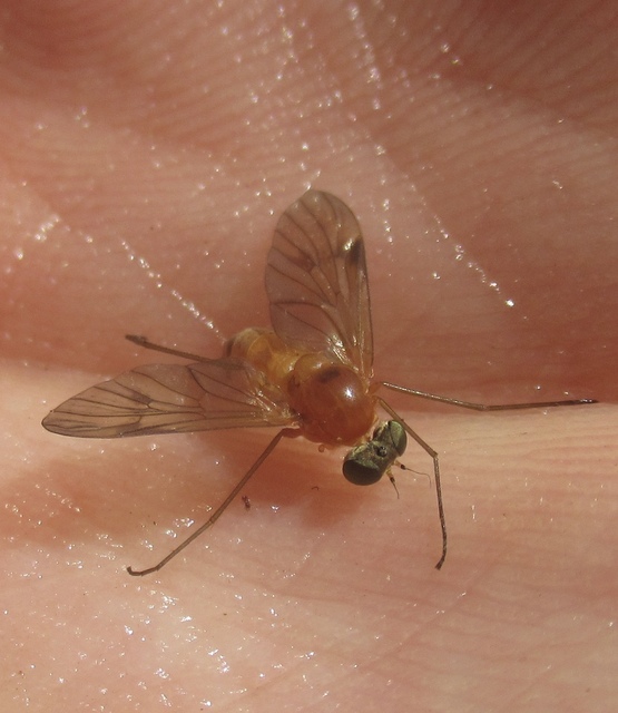 Chrysopilus laetus