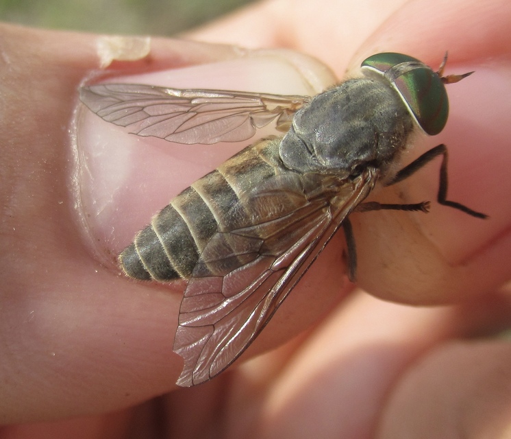 Tabanus tergestinus