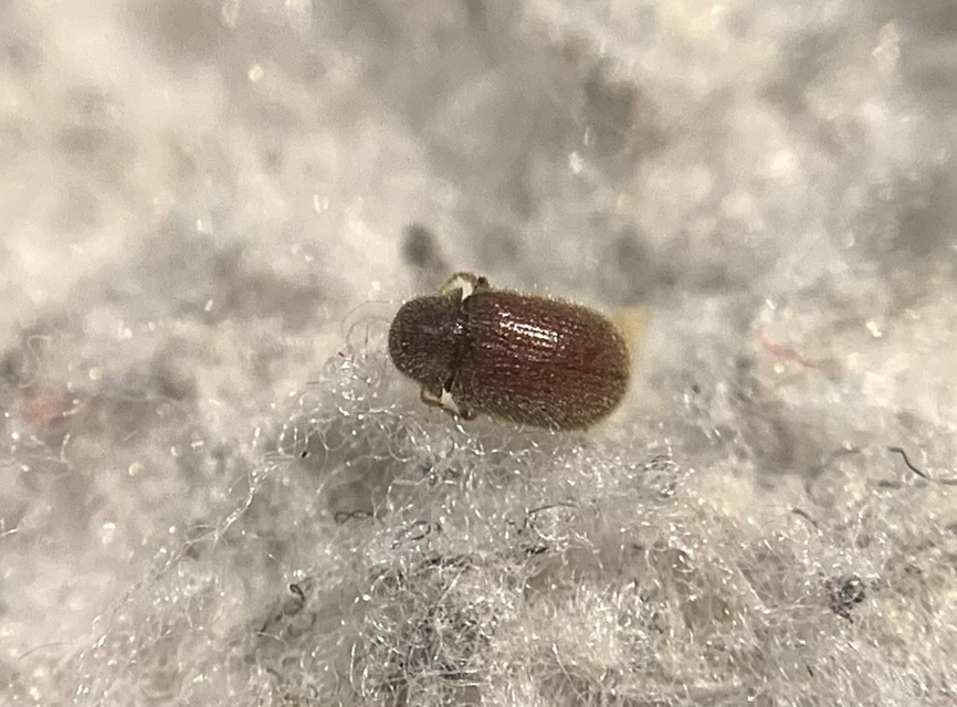 Stegobium paniceum - kenyérbogár