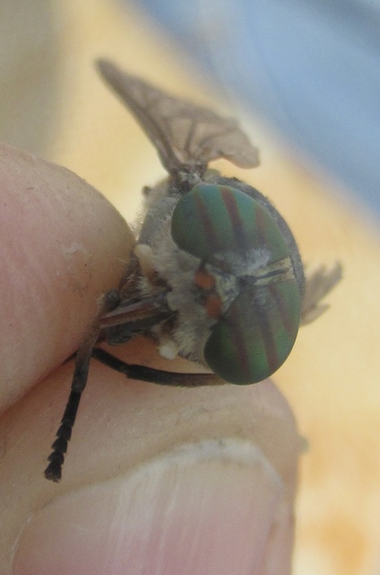 Tabanus tergestinus